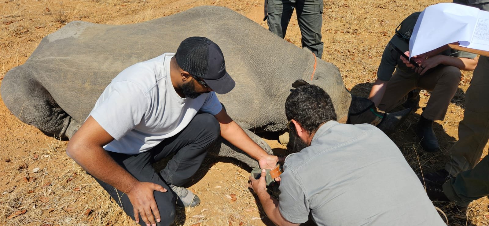 Mensen die de gezondheid van een neushoorn volgen.