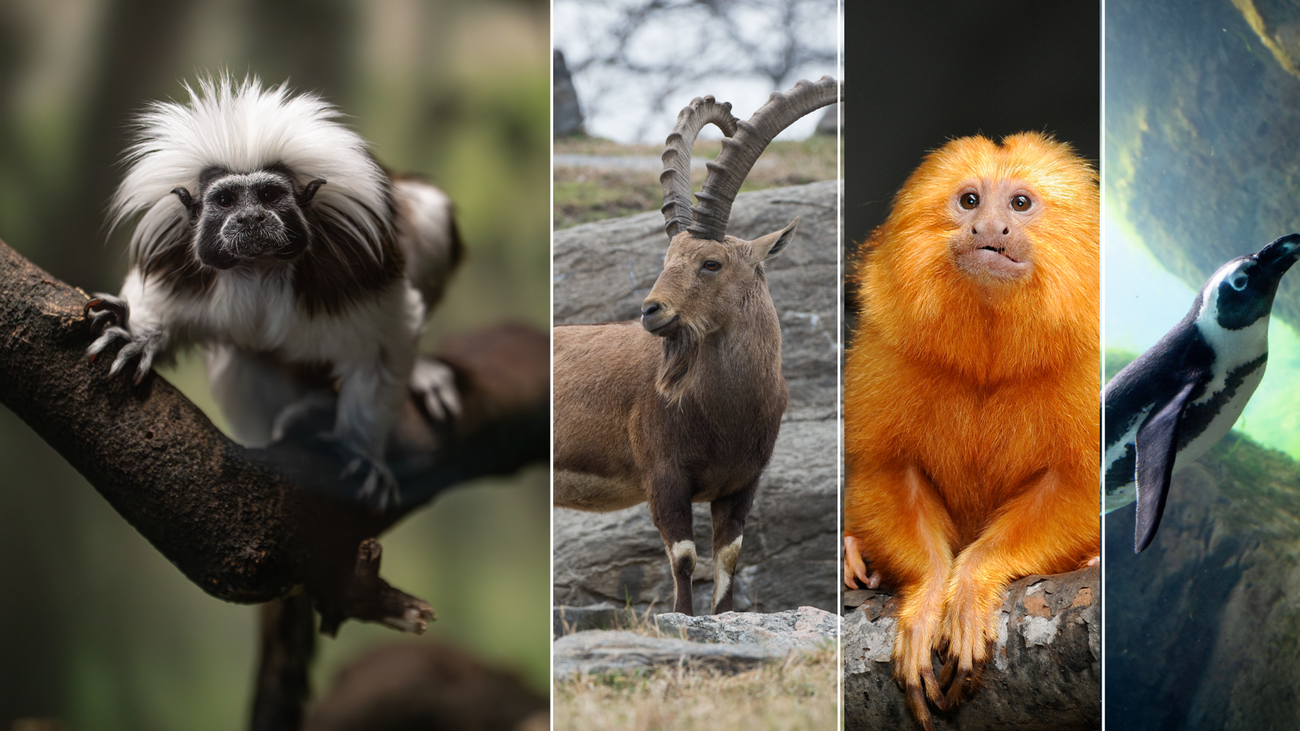 Bescherming van bedreigde diersoorten met AI