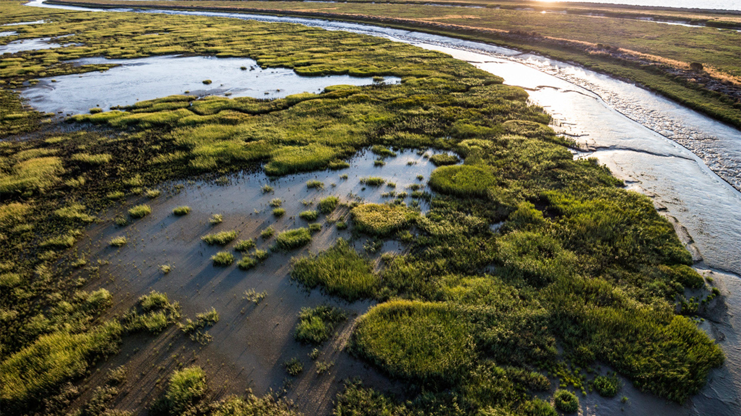 Google lanceert partnerschap voor herstel wetlands in Mountain View